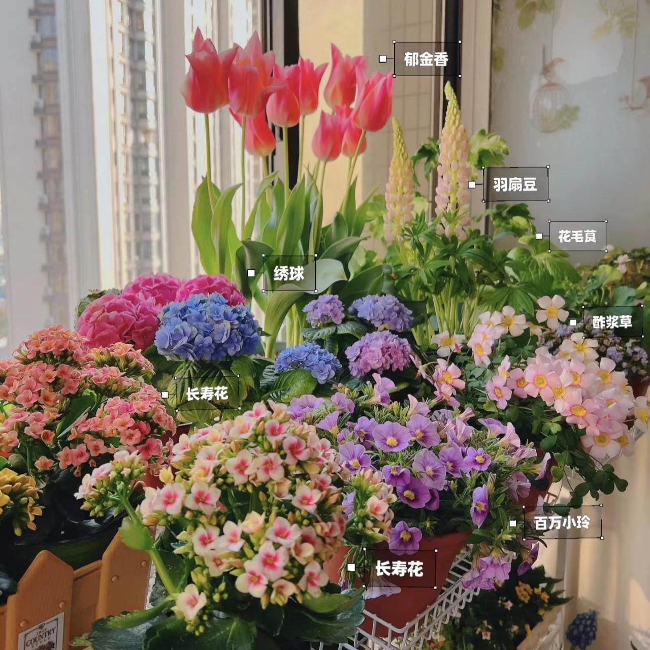 【梦宇的花1】福利盆栽大链接专用 云南鲜花绿植