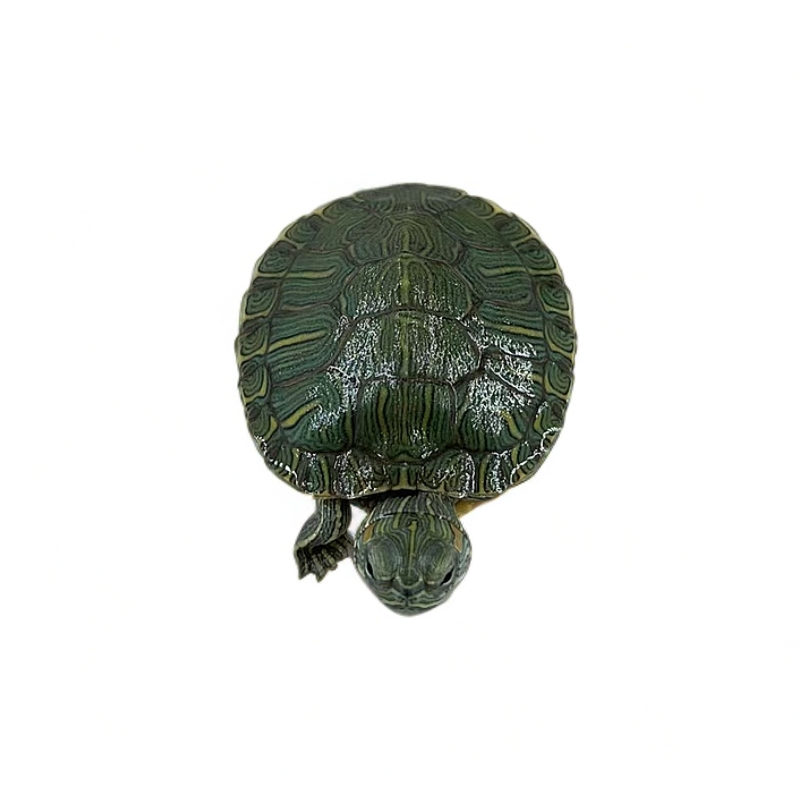 新店开业 买龟只限直播间挑选 随意拍只发龟粮不发龟