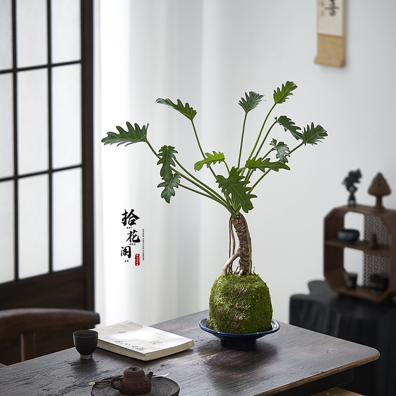 拾花阁｜一物一拍直播间链接下单龙鳞小天使，流泉枫等 禅意绿植
