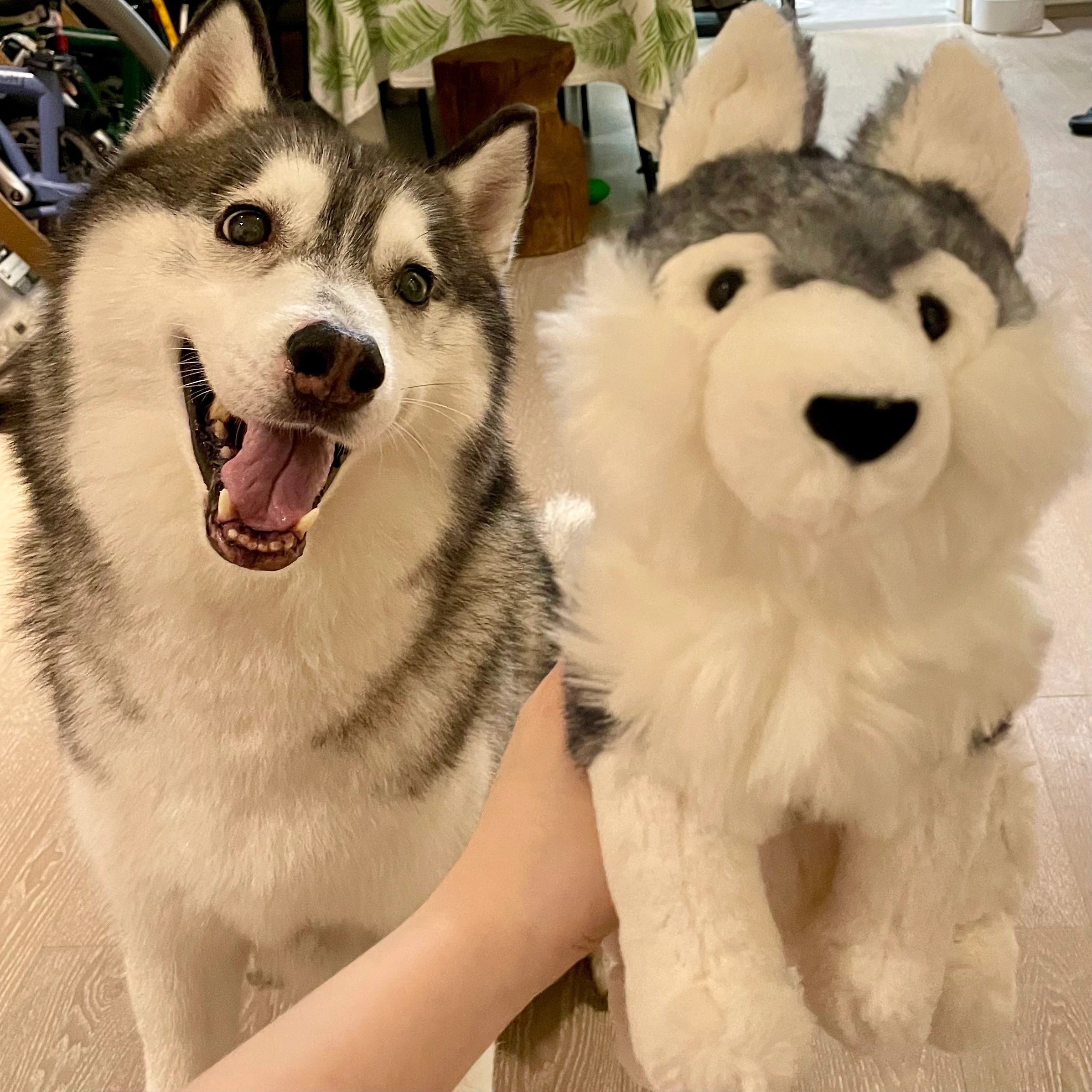 英国jELLYCAT达芙妮博美犬哈士奇贵宾狗可爱毛绒玩具狗狗玩偶娃娃