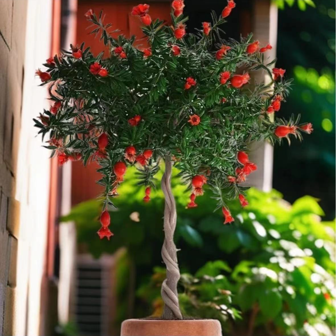 编织麻花造型石榴树苗盆栽地栽庭院阳台牡丹花种植