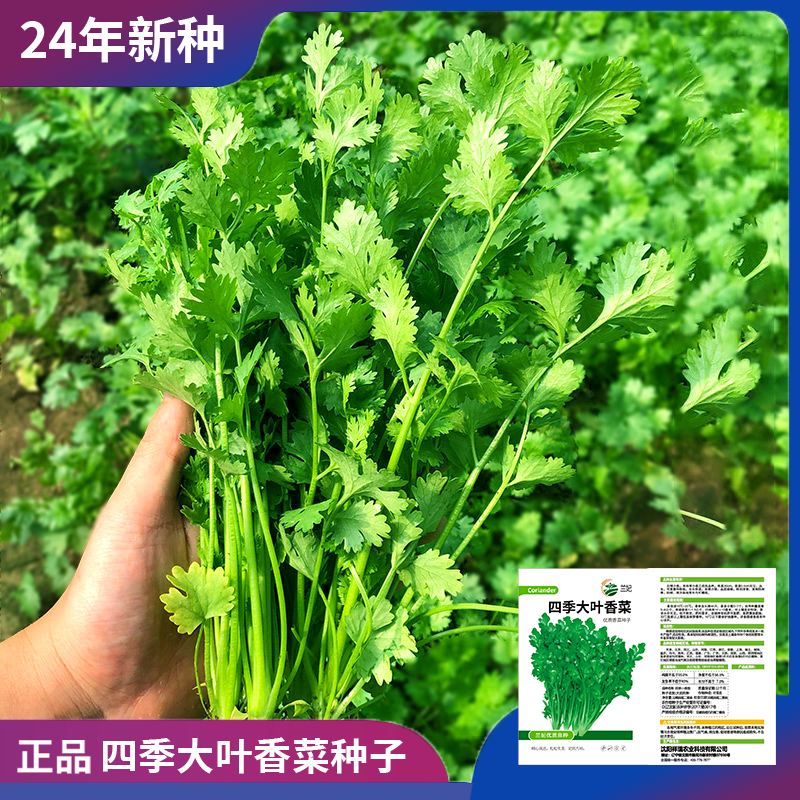 正宗四季大叶香菜种子冬季阳台庭院种植简单优质蔬菜种子高产高科