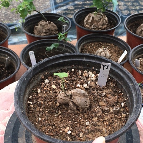 Y1南非龟甲龙块根