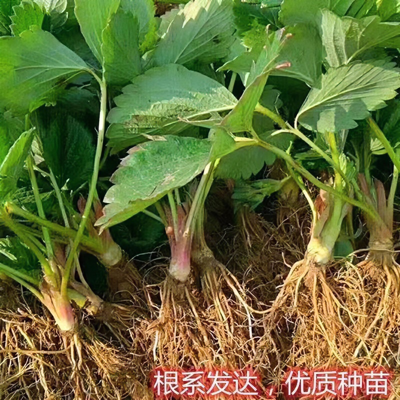 草莓秧苗大草莓苗四季草莓苗南北方种植当年结果食用优选草莓苗