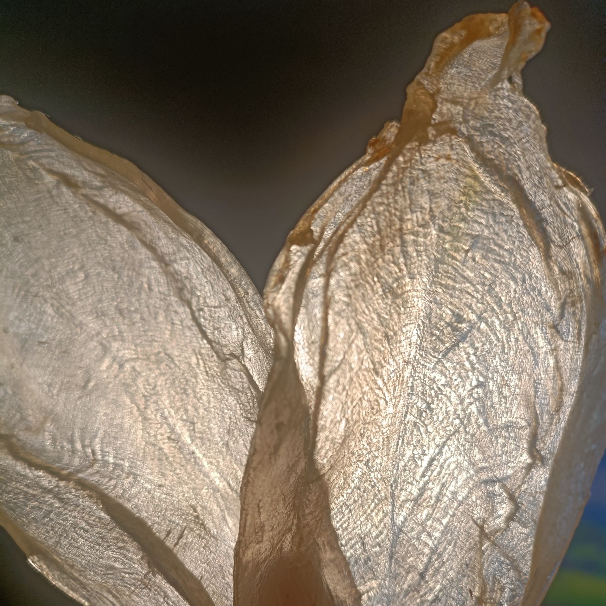 大岛白花鱼胶~花胶