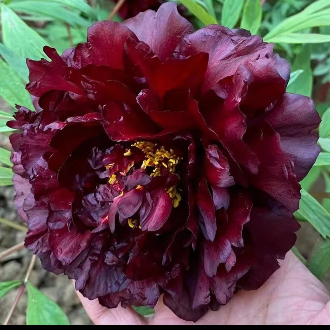 黑豹 黑色系牡丹 盆栽牡丹 洛阳观赏重瓣牡丹 庭院阳台种植花卉