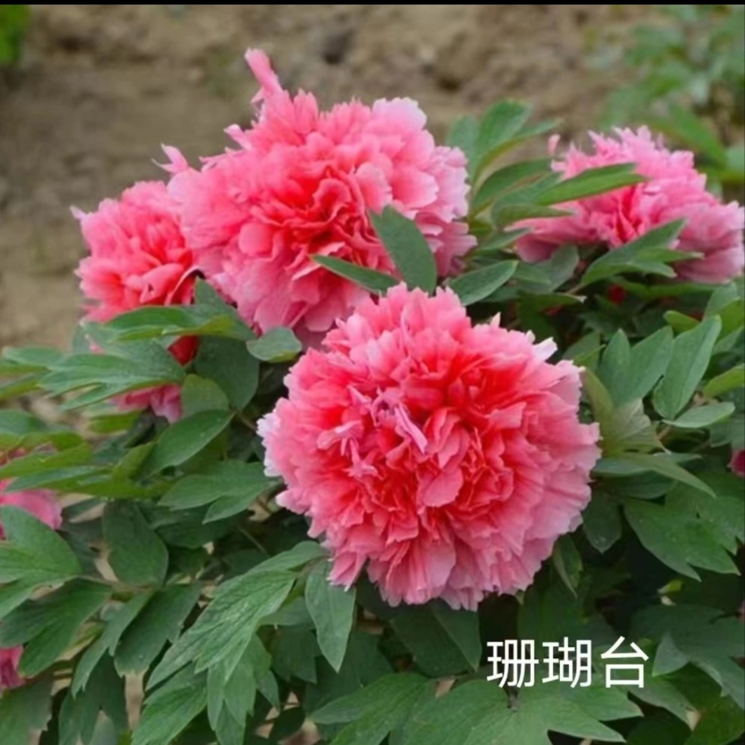 珊瑚台～粉色系精品观赏盆栽牡丹  重瓣大花 洛阳牡丹