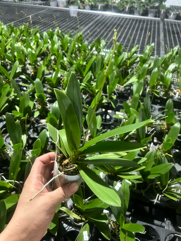 随机原生蝴蝶兰一颗