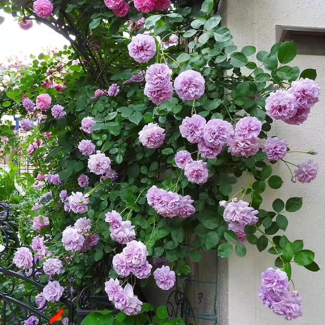 蓝色阴雨 藤本月季 爬藤蔷薇月季花苗