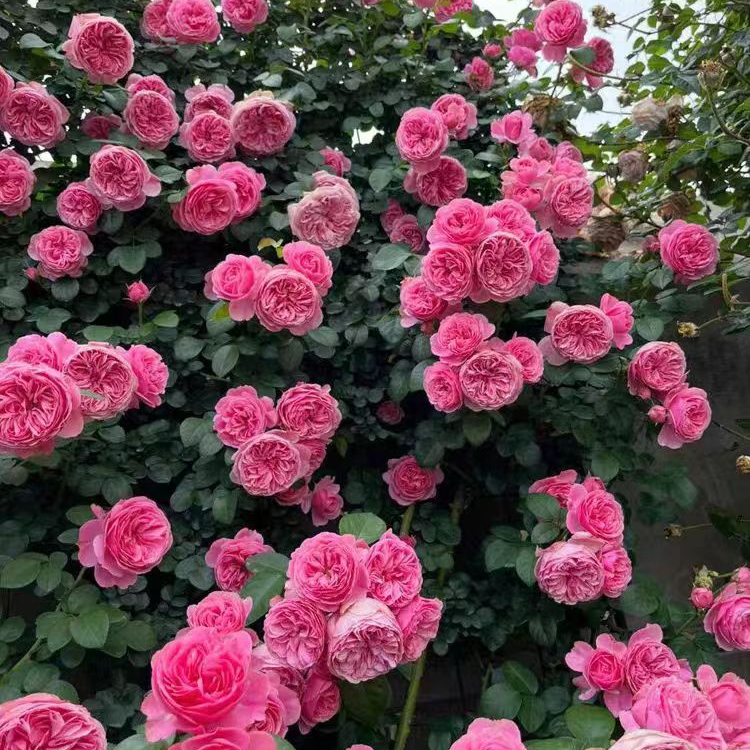 粉色达芬奇爬藤蔷薇月季浓香四季开花
