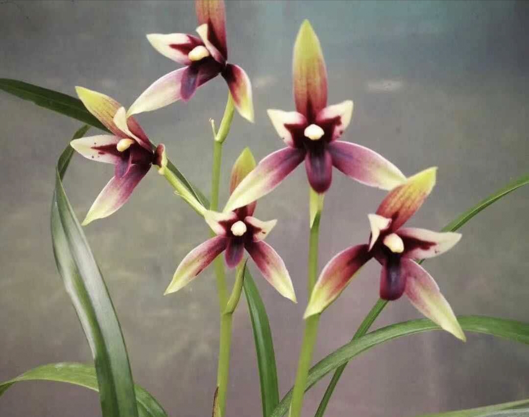 建兰赤诚四季好养活绿植花卉