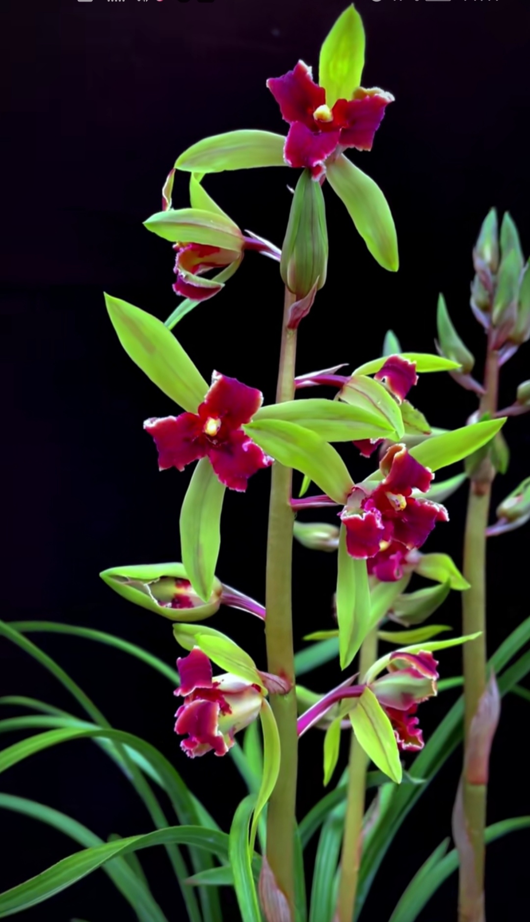 蕙兰红素三星四季好绿植花卉