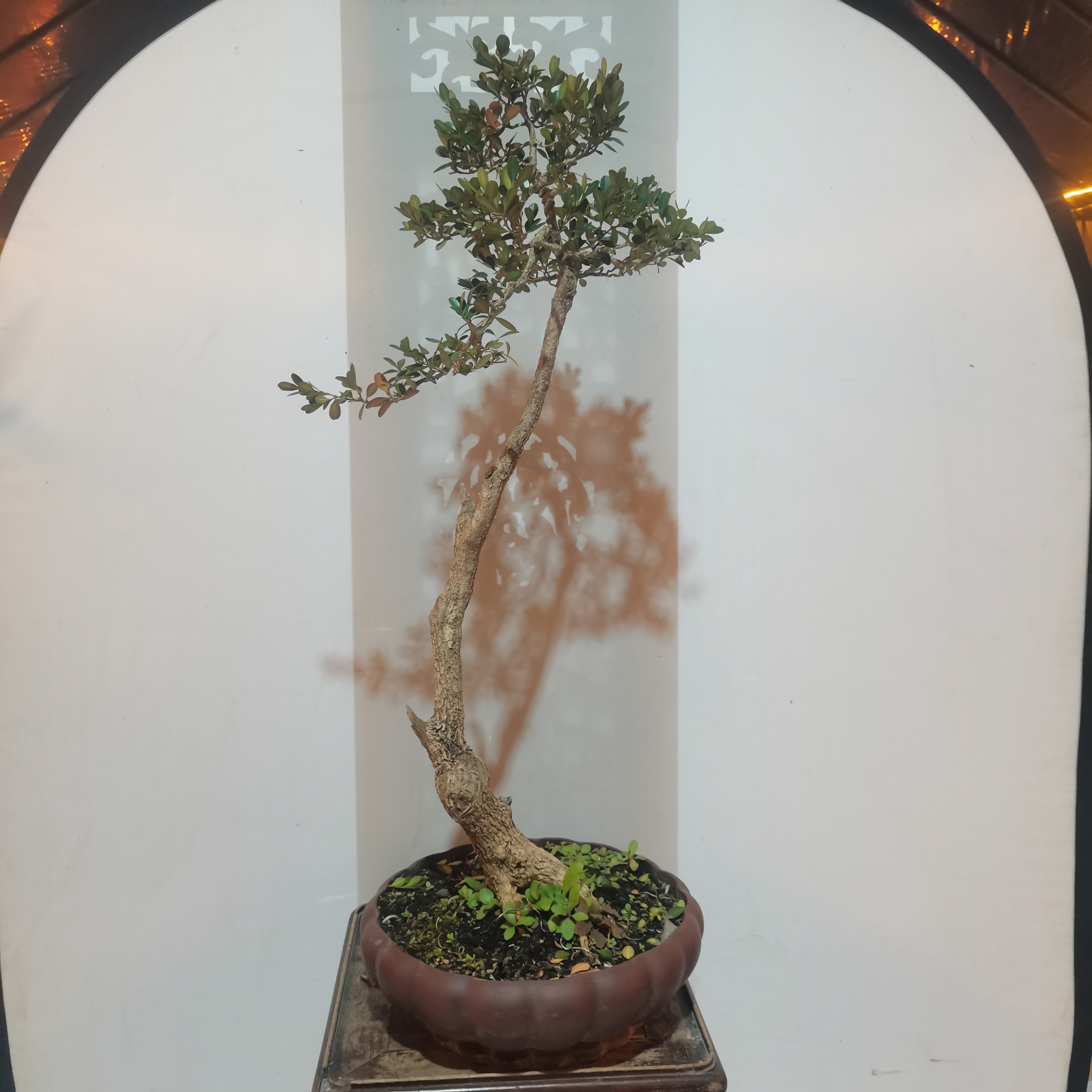 精品黄杨一杆到顶成品盆景