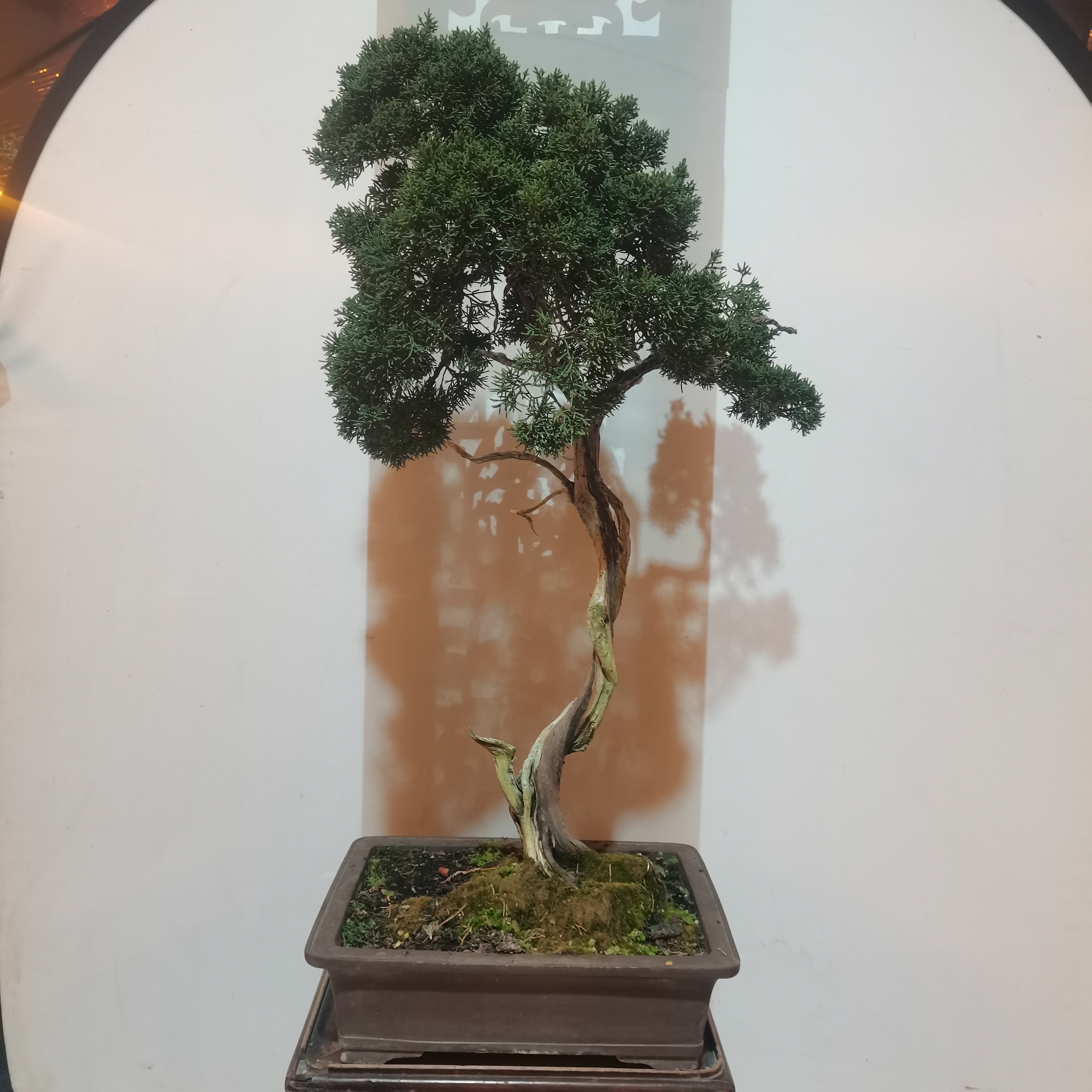渏州真柏原生玩家成品盆景