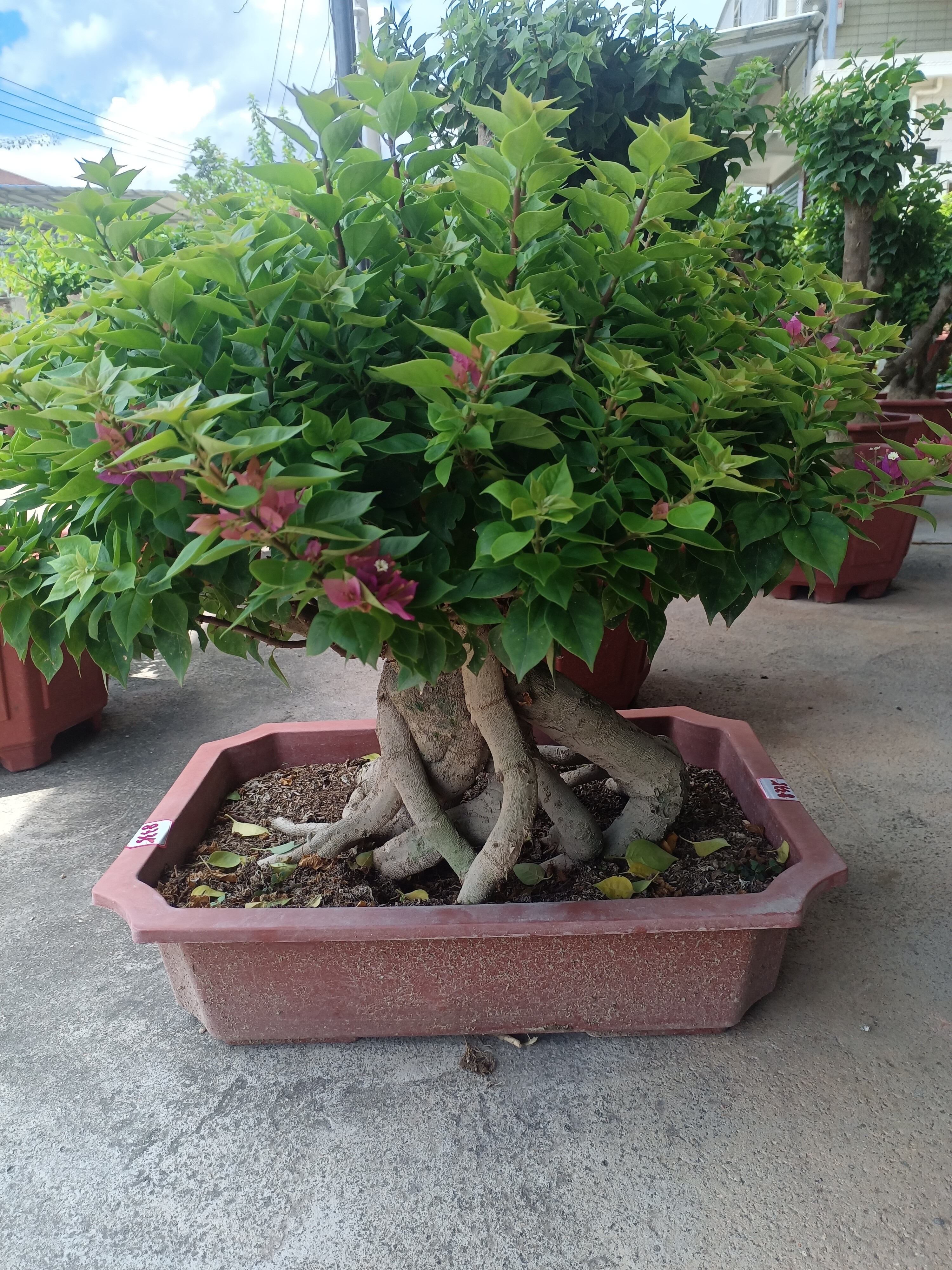 小桃红三角梅一物一拍