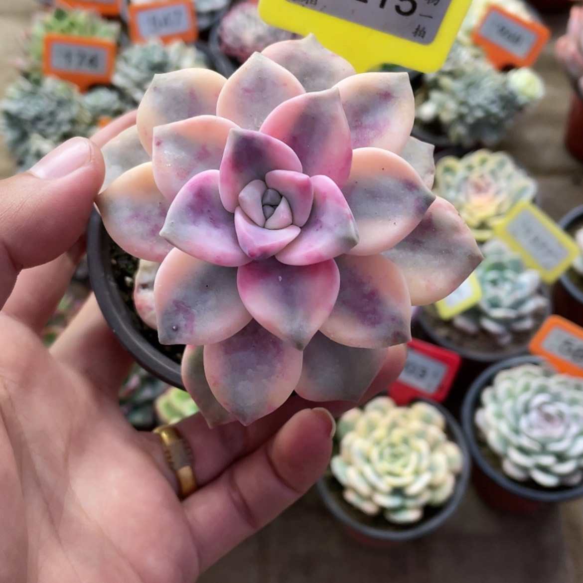 【闪购商品】1215号