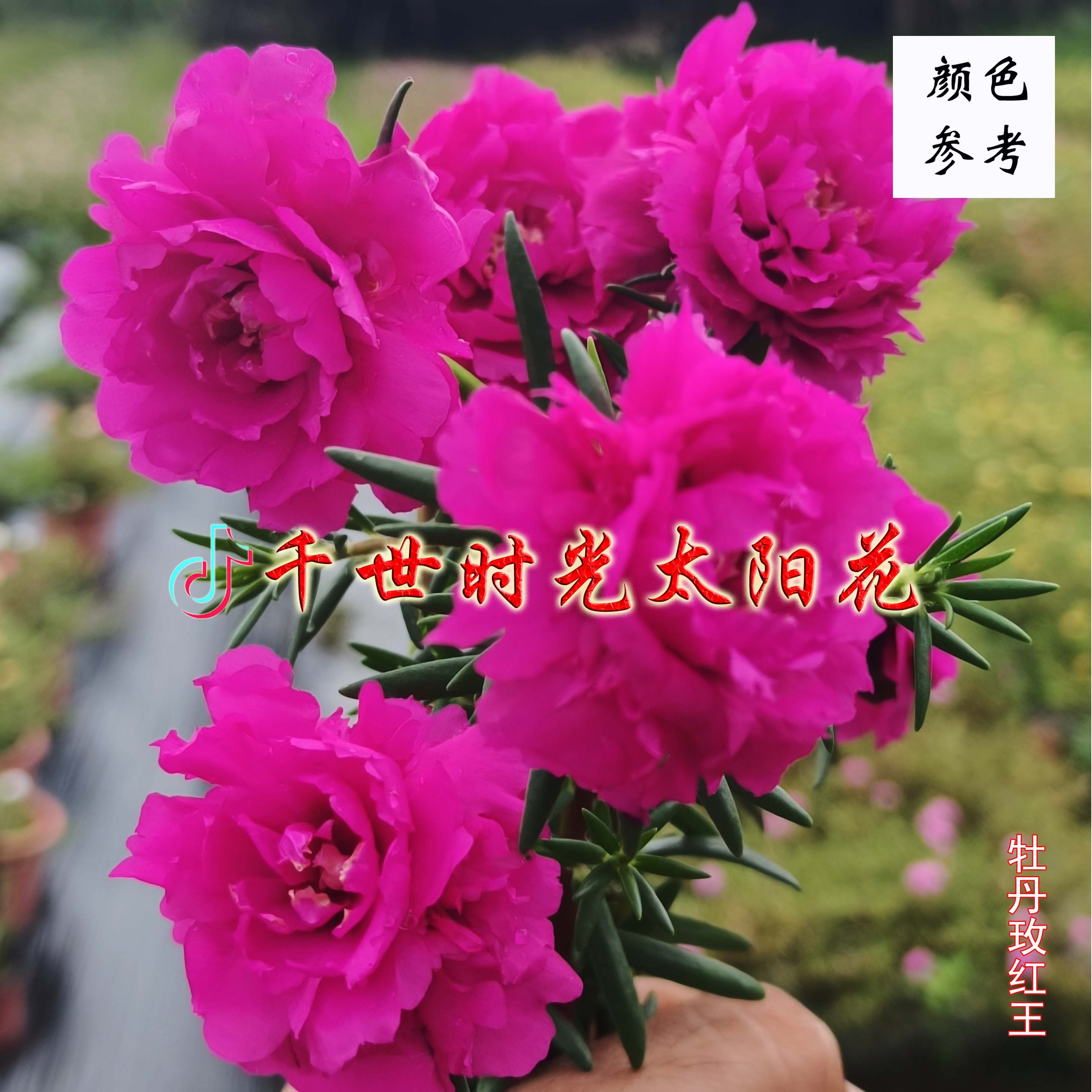 宿根重瓣牡丹玫红王老桩太阳花 阳台庭院种植容易