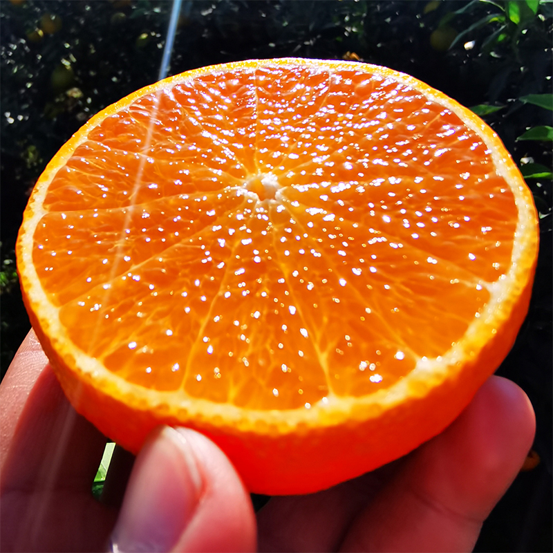 【口口爆汁】四川眉山爱媛果冻橙现摘现发5斤8斤包邮新鲜摘新鲜发