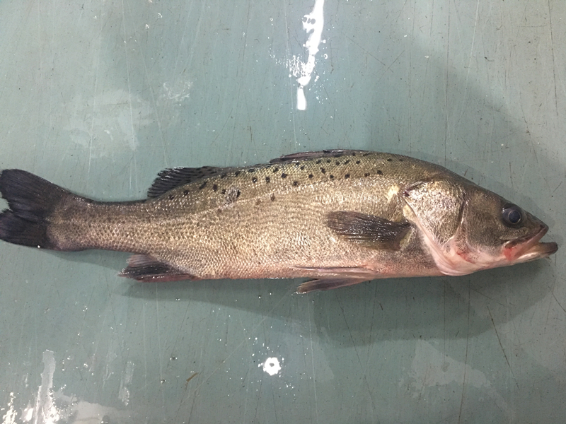 直播现称.野生.鲈鱼(包杀，杀好掉秤率15%左右)