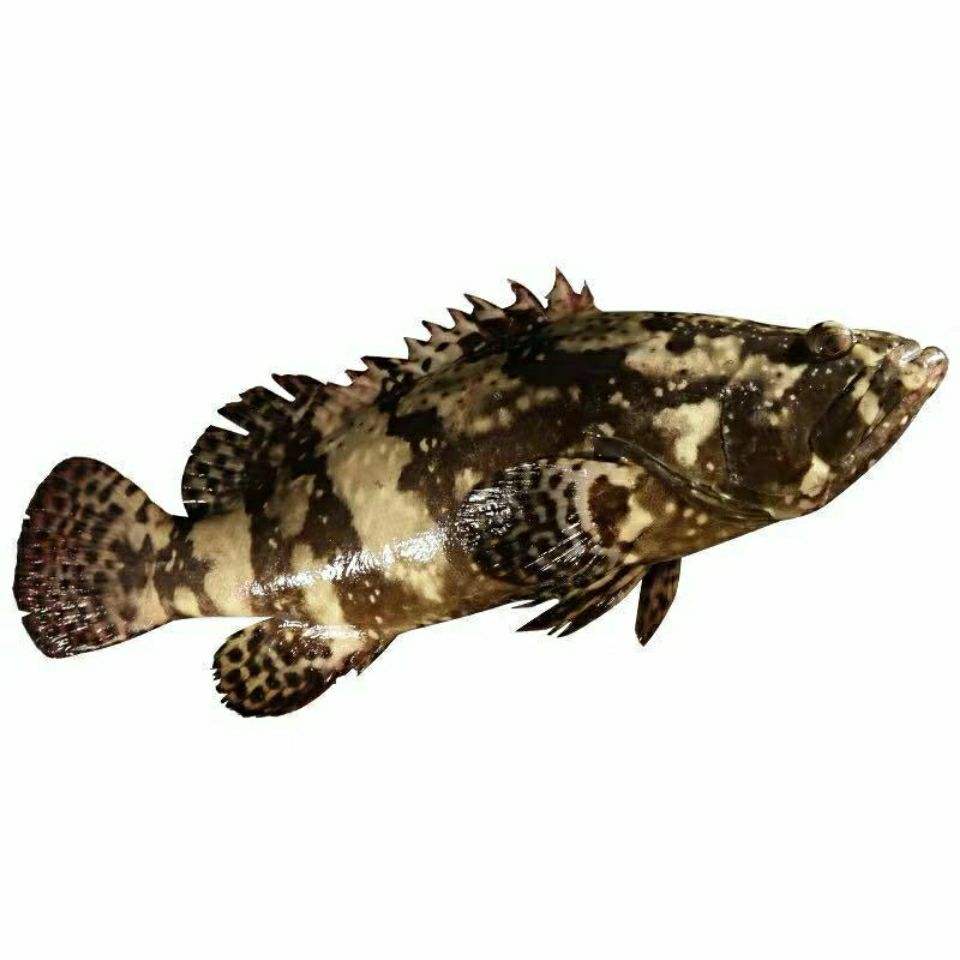 石斑鱼【云龙斑1条】现称.默认包杀