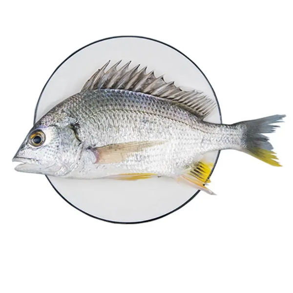 野生.活杀.小黄翅鱼 (2-3两左右/条)