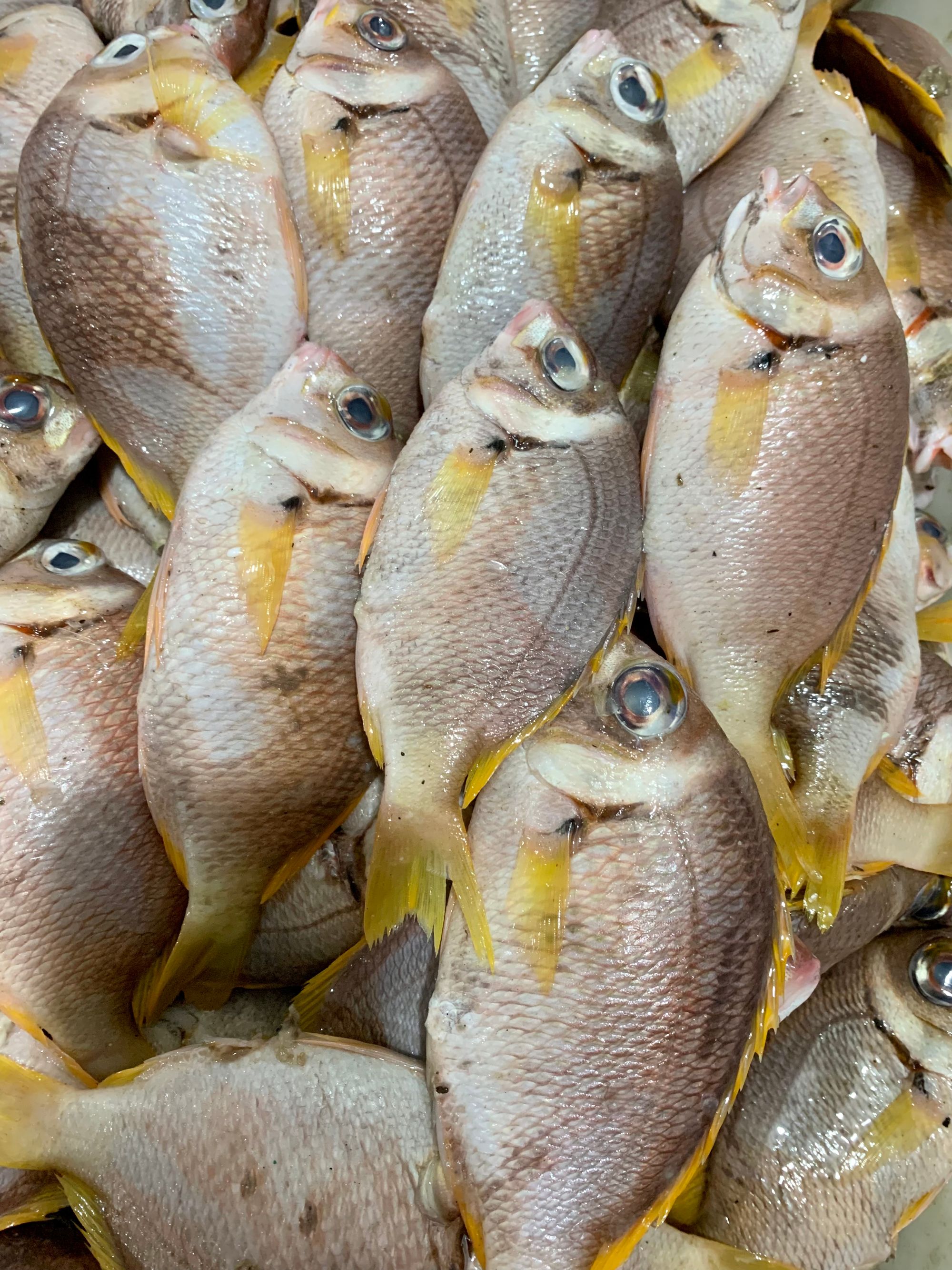 厚壳.大眼珊瑚鱼5斤