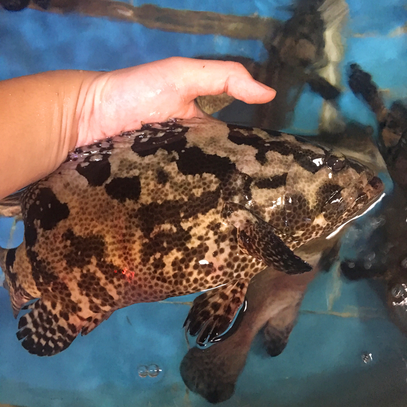 直播现称.石斑鱼【活杀.老虎斑】2条