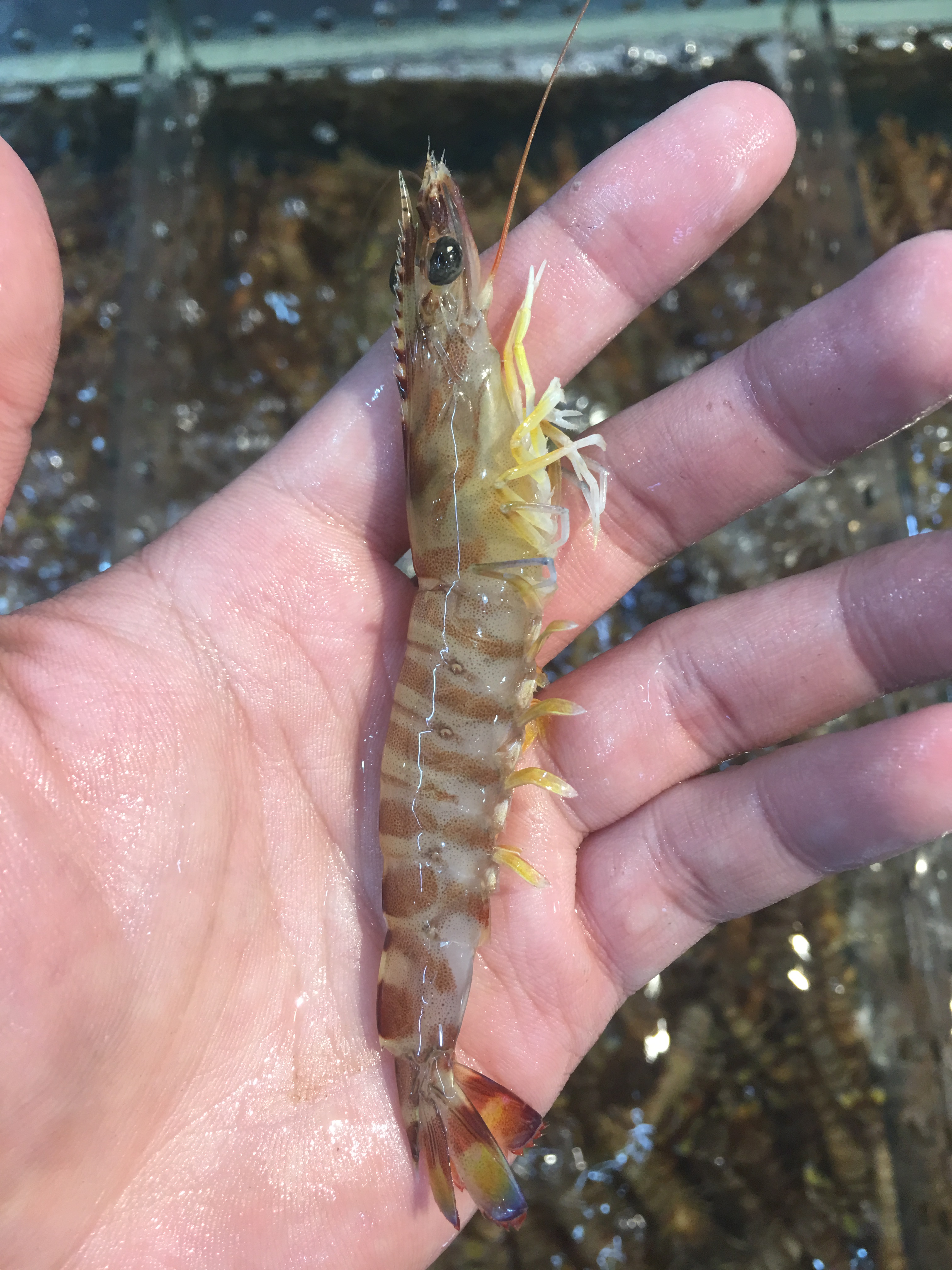 缺氧.中斑节虾（3斤）