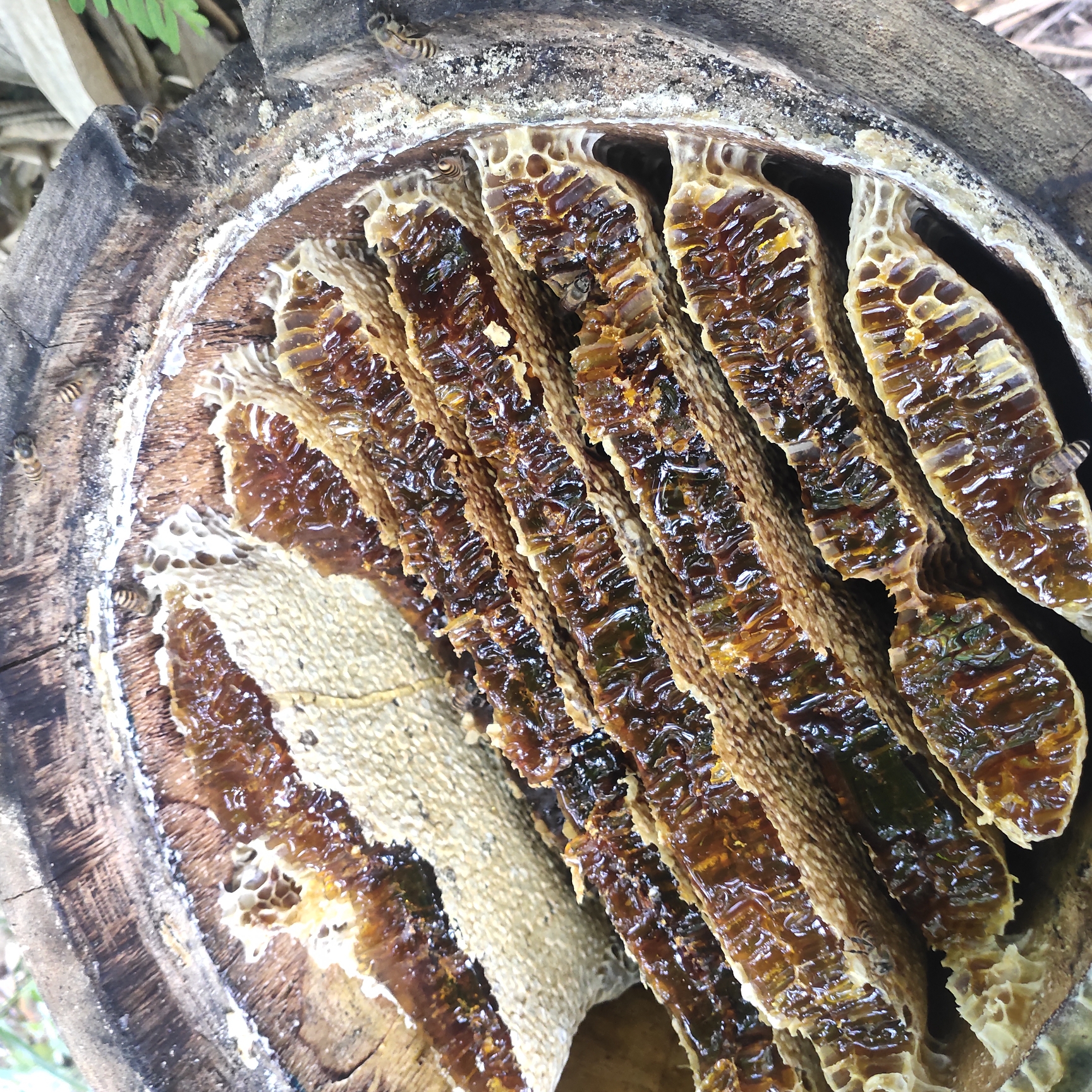 大山里土蜂蜜，一年只割一次，野生纯正