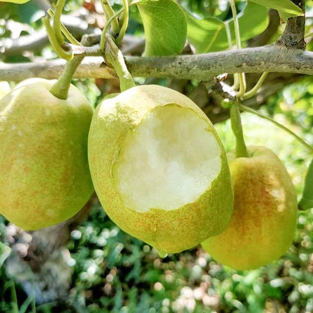 全爸农产品新疆库尔勒香梨当季现摘新鲜水果梨子小香梨整箱包邮