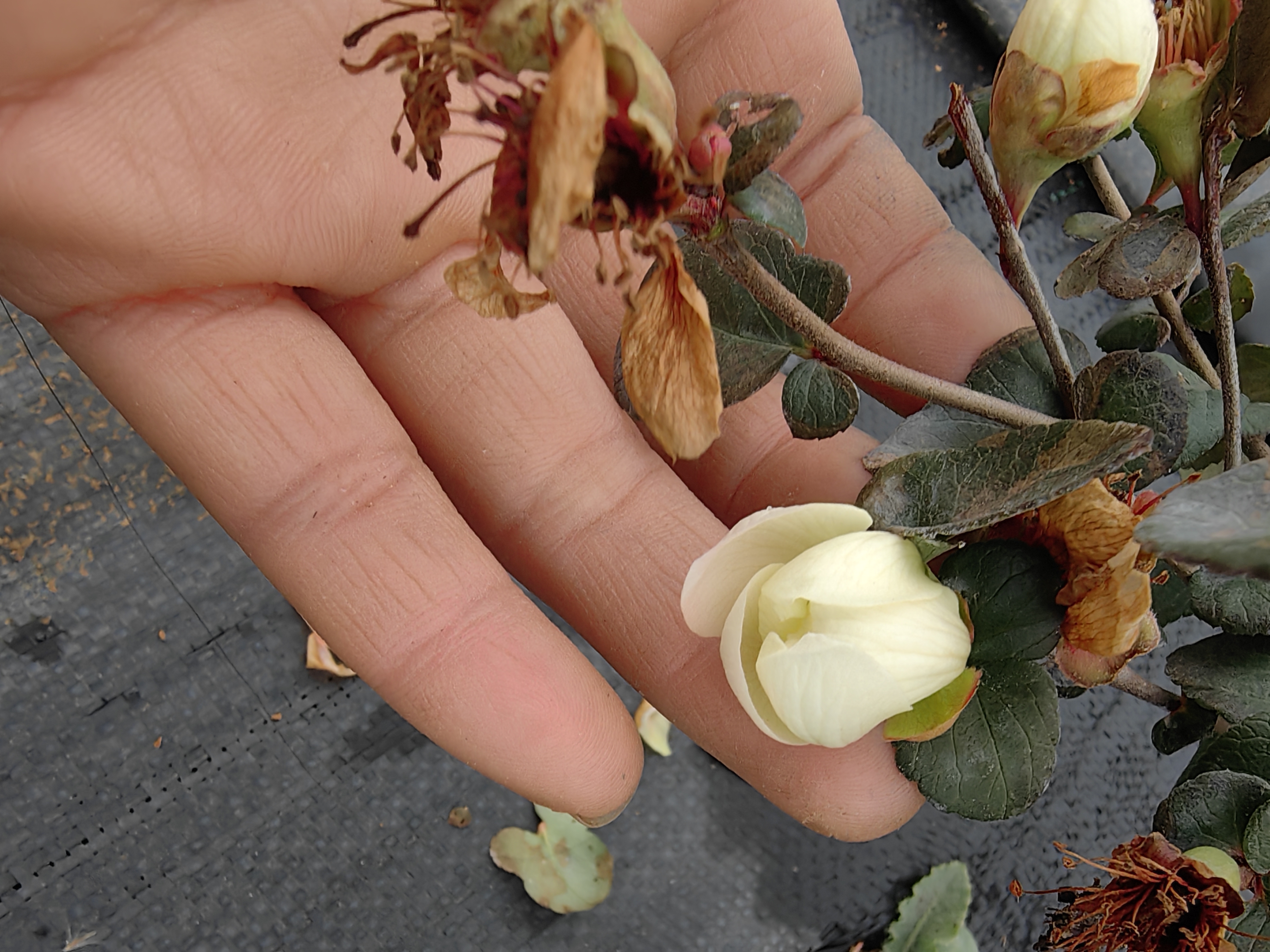 ，一物一拍专用链接，勿单拍