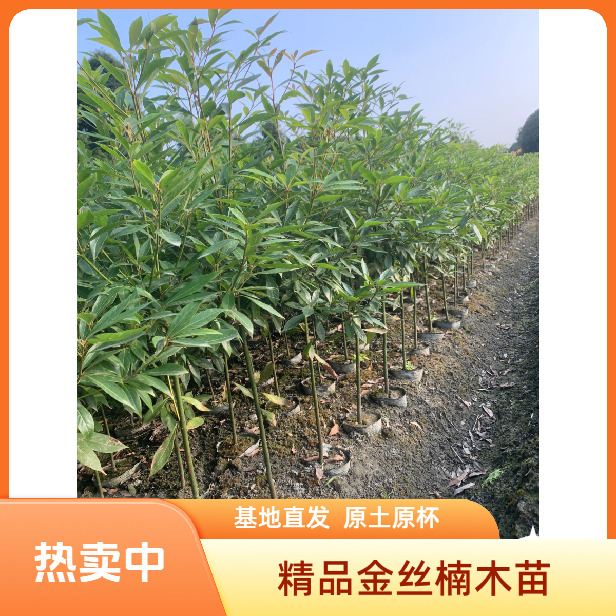 正宗金丝楠木树苗50棵以上