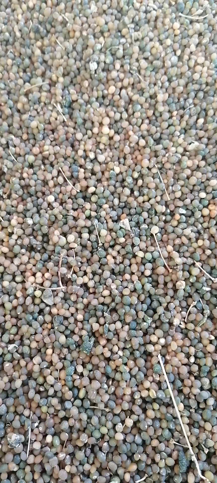 多花黄精种子多花倒苗黄精种子高山老虎姜种子多花倒苗黄精种子