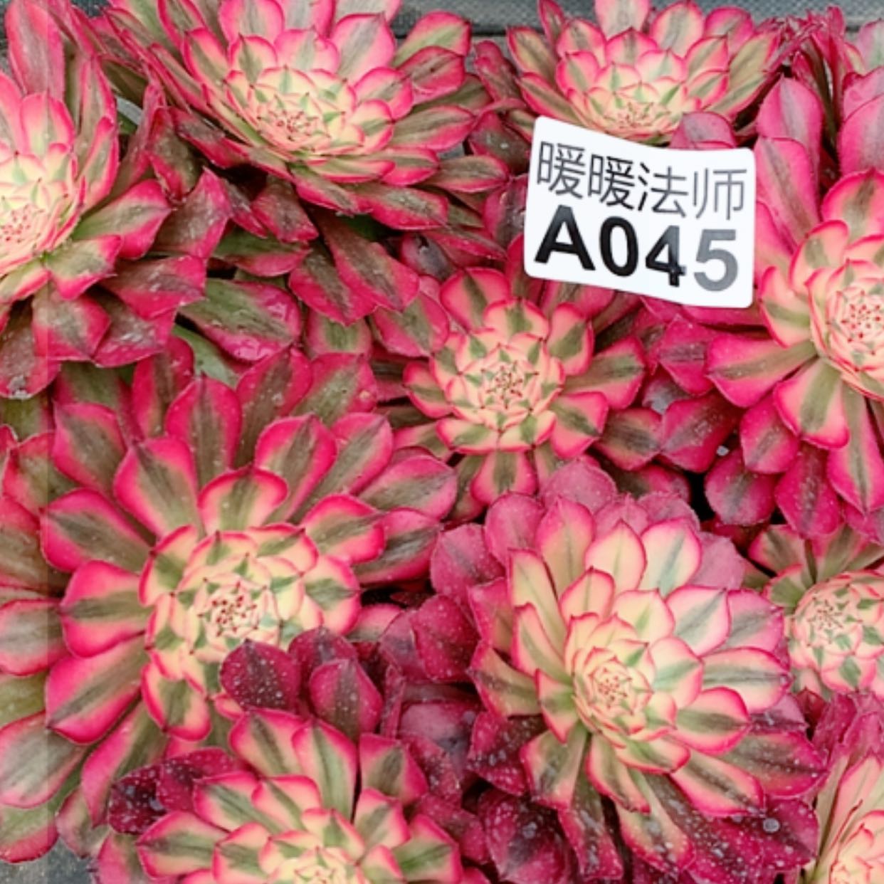 【闪购商品】紫砂茶杯A045–三颗45