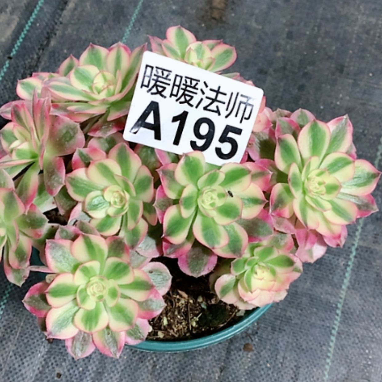 【闪购商品】紫砂茶杯缘****?A195–倾城38