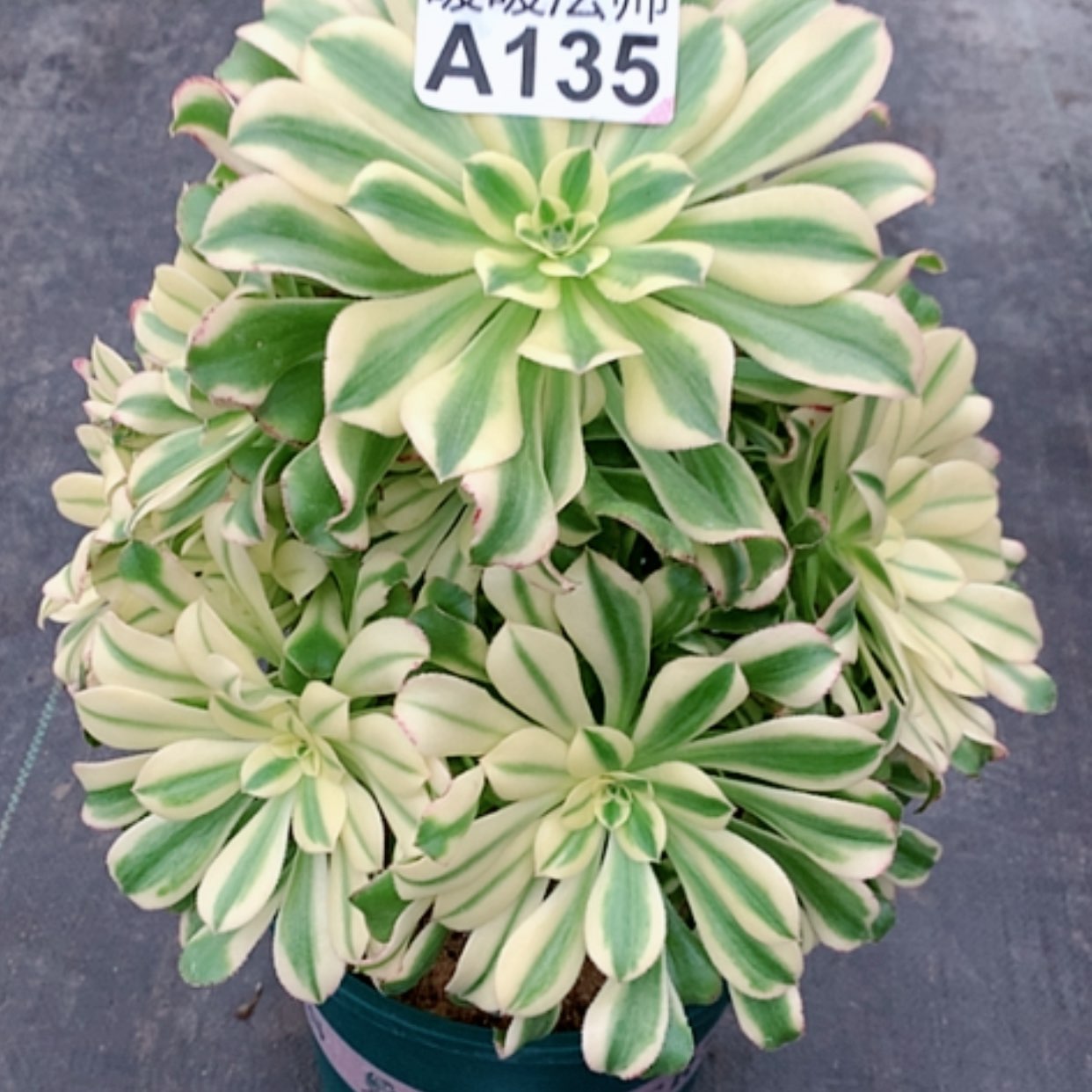 【闪购商品】紫砂茶杯丽*A135—颜色45