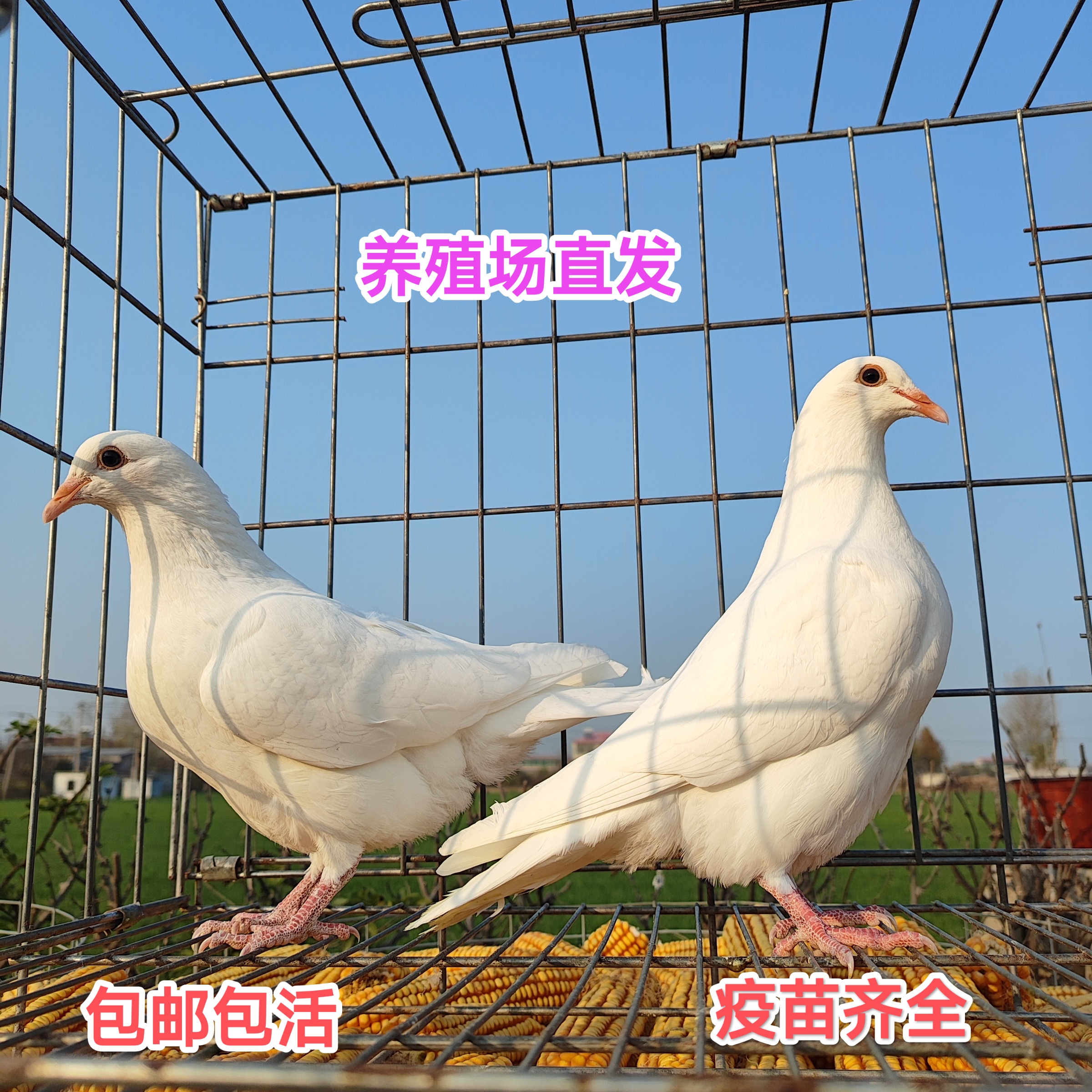 白羽王鸽子活物青年鸽40多天