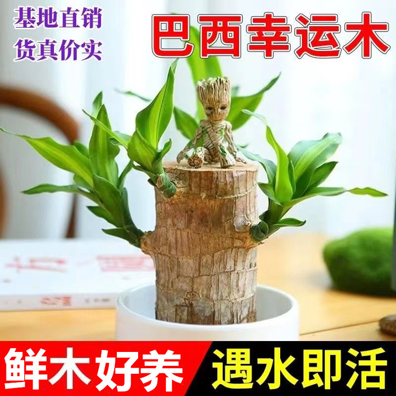 【优品】水培幸运巴西木室内盆栽美观前台植物营养液懒人花卉桌面
