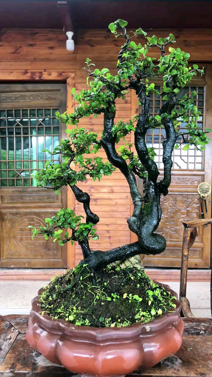 金弹子瓶兰花盆景素材  直播间一物一拍链接 适合夏秋季夏季