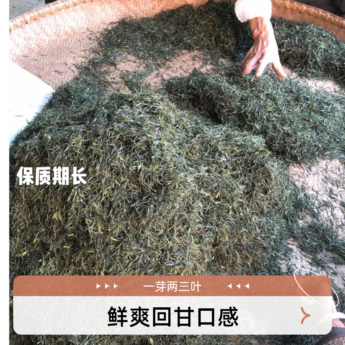 河南信阳毛尖商城高山野茶400g绿茶2025新茶自己茶叶信阳毛尖新茶