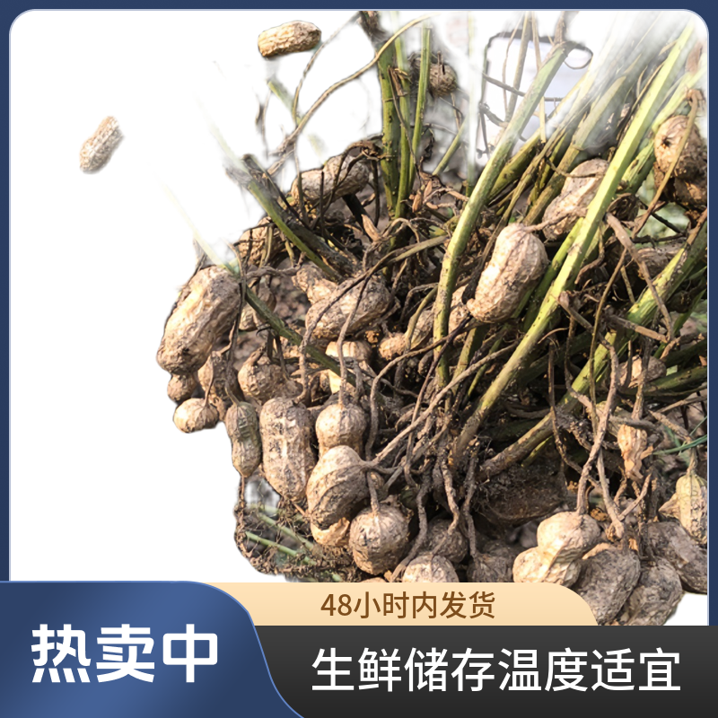 河南信阳商城大别山农户自产自销花生2500g新鲜
