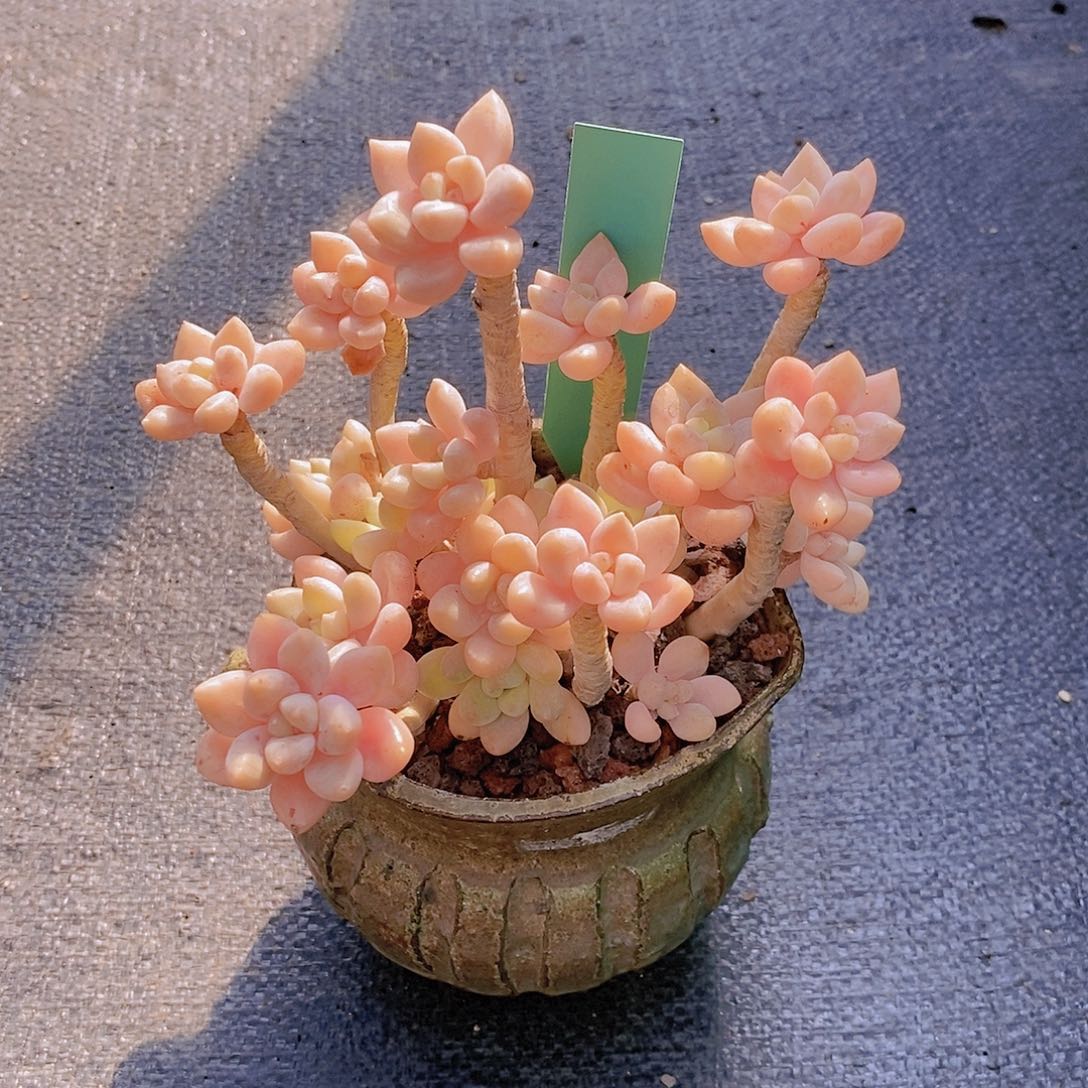 644多肉植物老桩