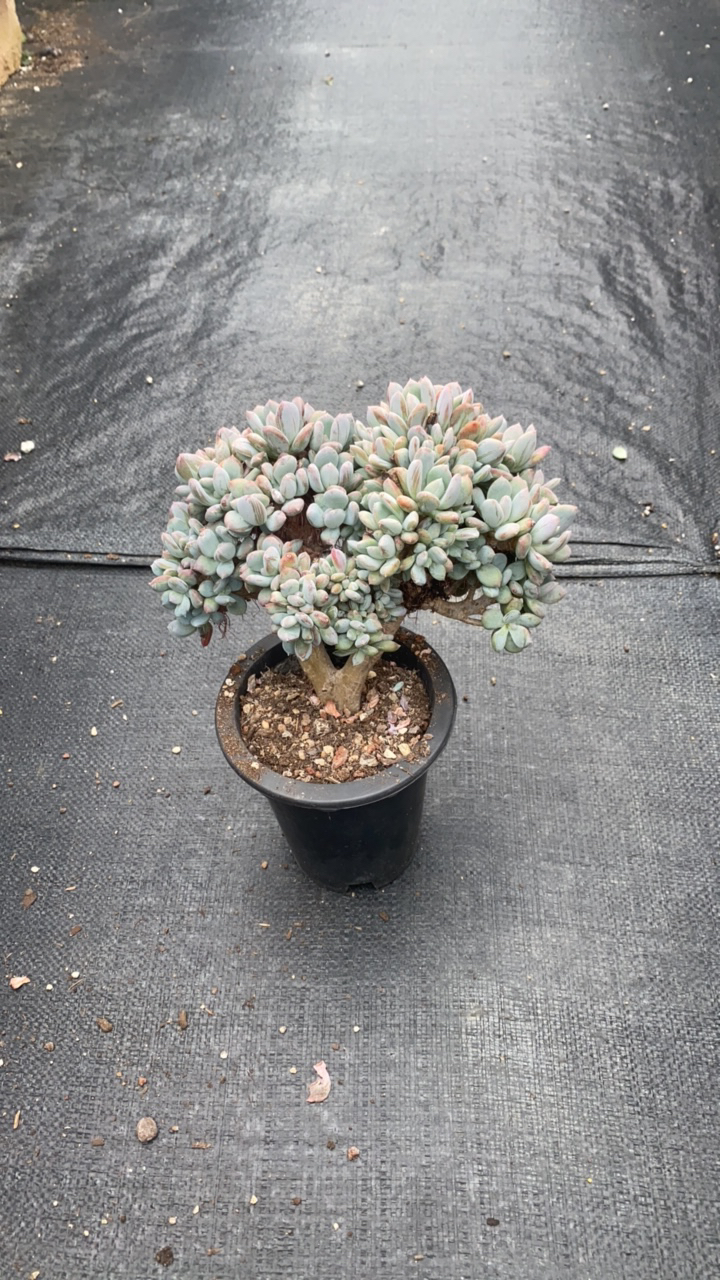 灰姑娘多肉缀化老桩