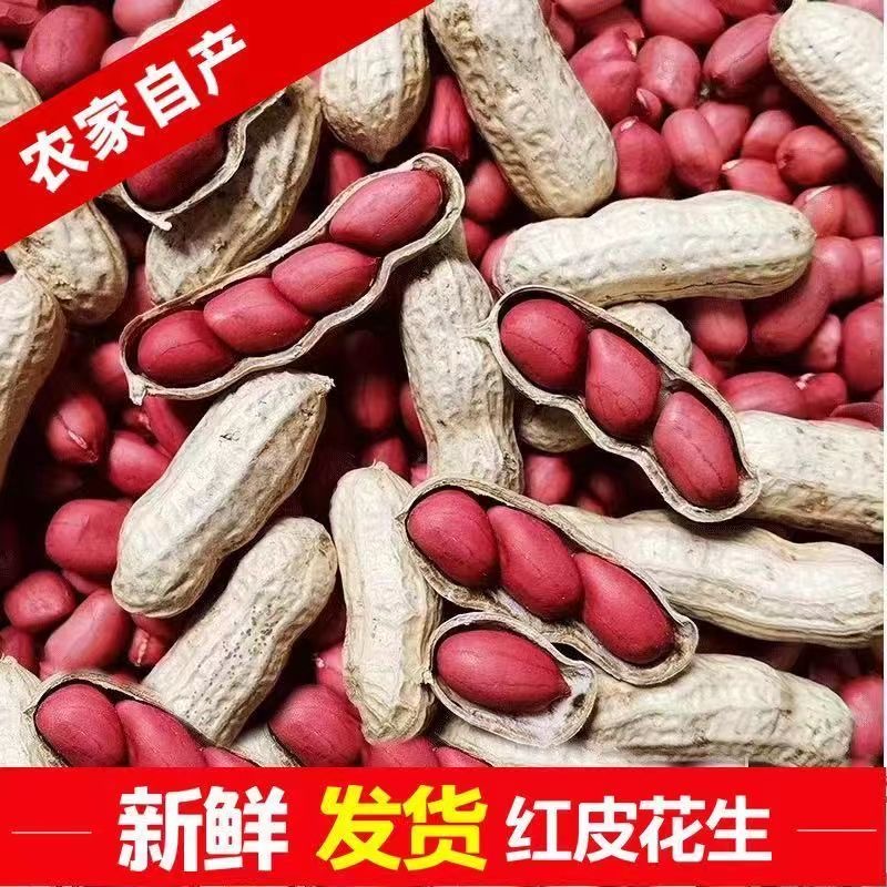 2025新上市新鲜红皮花生【带壳】四粒红晒干农家自种红皮花生挑选