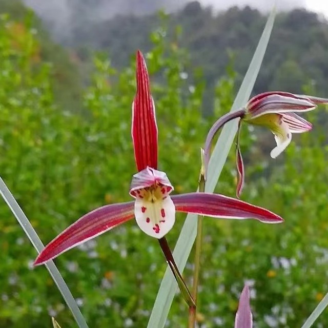 寒兰紫红大花平肩圆舌