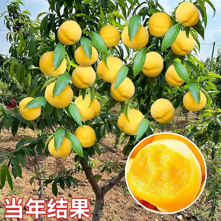 嫁接黄桃树苗当年结果冬桃树苗特大果子脆甜果树苗