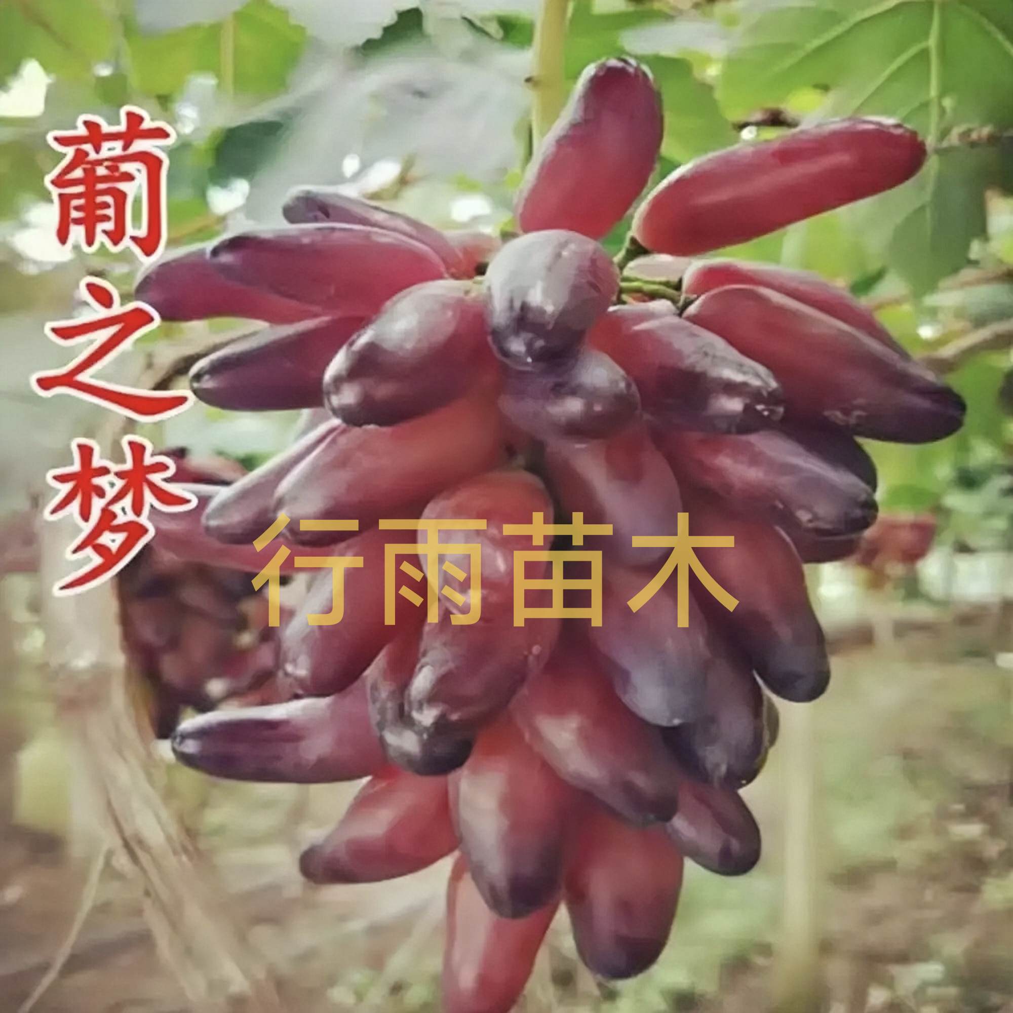 行雨苗木—葡之梦夏黑根嫁接苗（品种特性苗细）