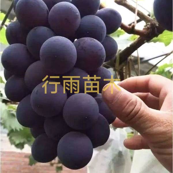 行雨苗木宝光嫁接苗（夏黑砧木）