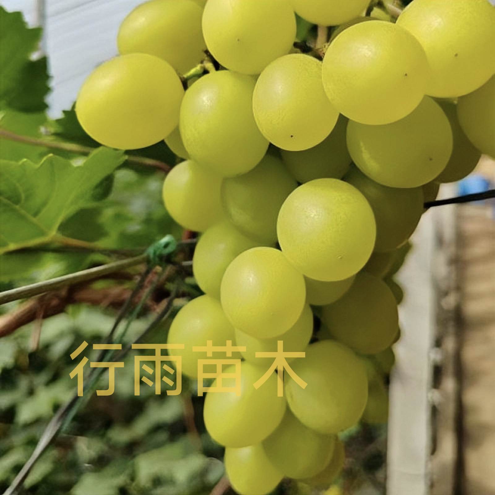 行雨苗木-贵妃玫瑰扦插苗