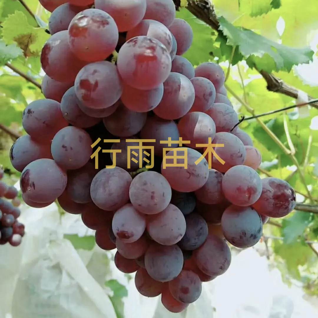 行雨苗木-晚熟龙眼嫁接苗（夏黑砧木）